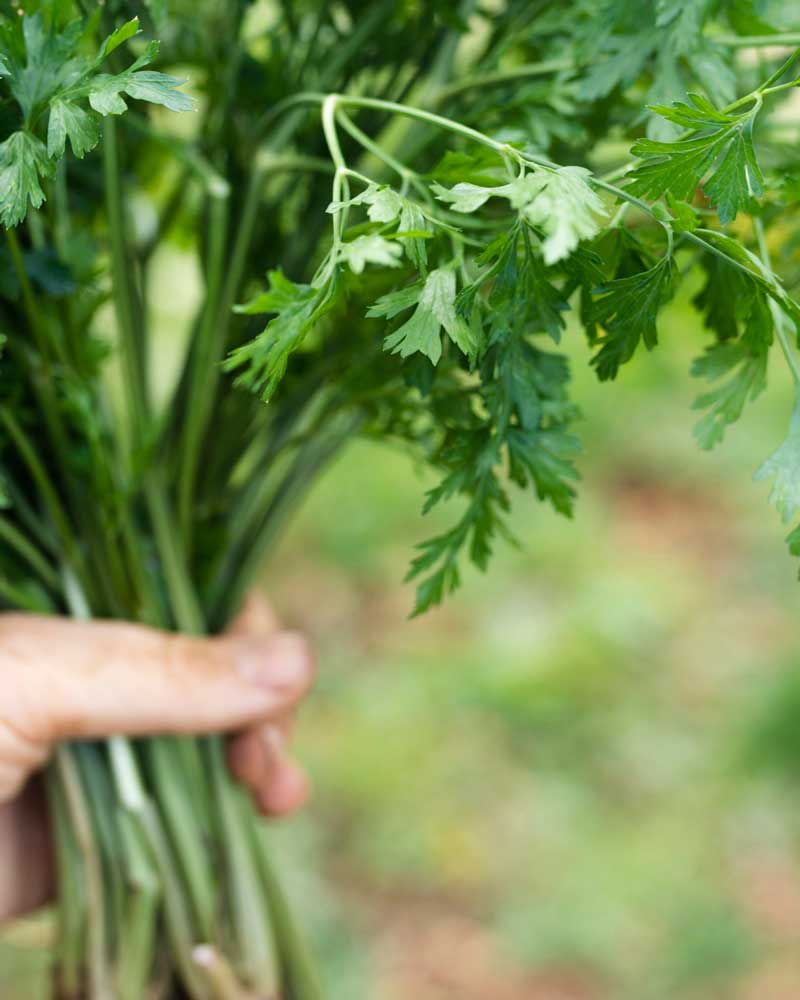 Coriander Pickle – A Fresh & Flavourful Delight 🟩