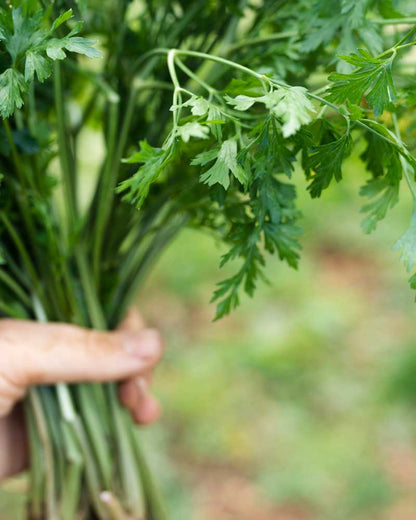 Coriander Pickle – A Fresh & Flavourful Delight 🟩
